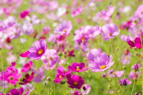 ピンク色のコスモスのお花畑 © varts