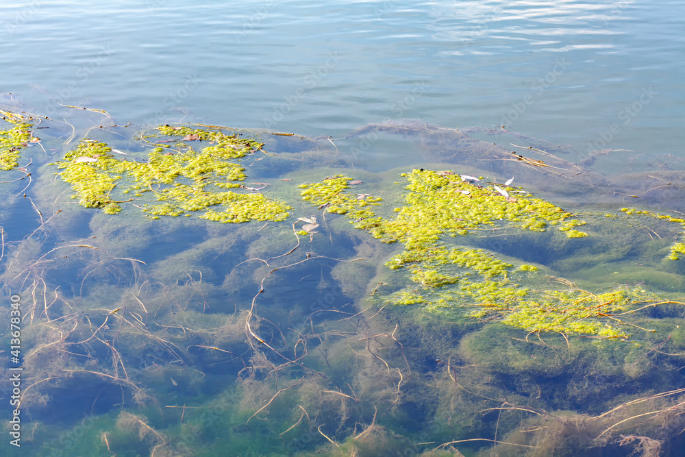 Swamp water surface with algae