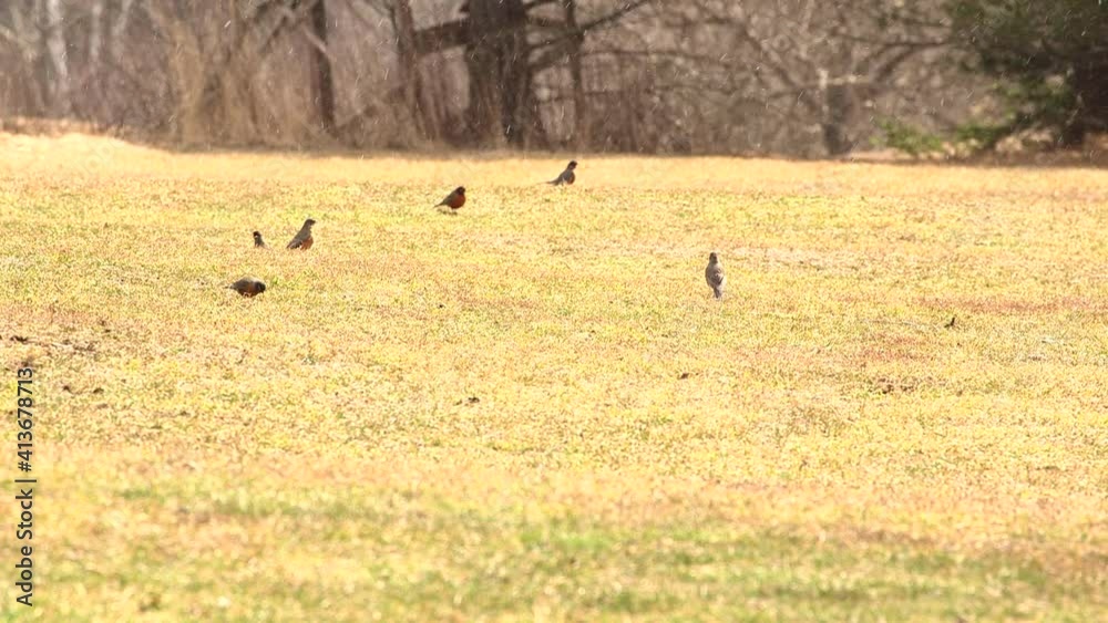 A group of Robins forage in the spring as a late snow hits upstate New York. A group of Robins forage in the spring as a late snow hits upstate New York.