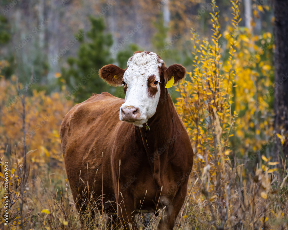 Brown Alberta cow with white head standing amongst Canadian fall foliage Brown Alberta cow with white head standing amongst Canadian fall foliage