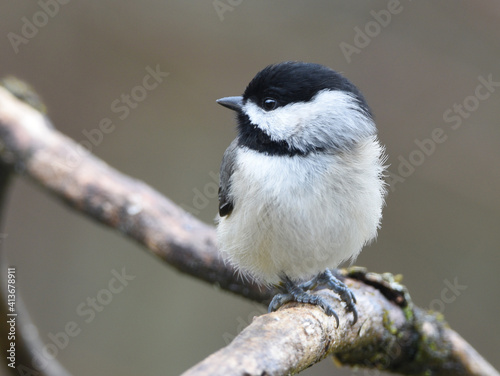 black capped chicadee