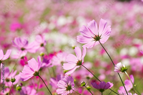 お花畑をバックに後ろからピンクのコスモスの花 © varts