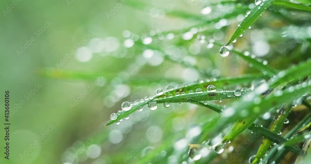 Morning Dew Drops On Green Leaves In Field At Early Morning In Winter. - macro Morning Dew Drops On Green Leaves In Field At Early Morning In Winter. - macro