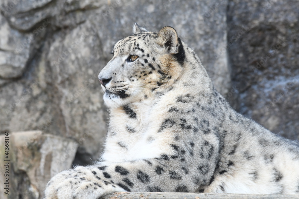 ユキヒョウ ユキヒョウ