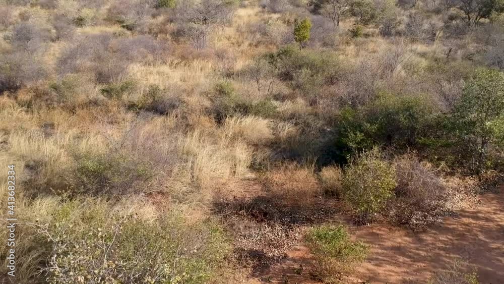 Kalahari thorn trees stretching to the horizon with clear skies above the camera rising from the tree line up Kalahari thorn trees stretching to the horizon with clear skies above the camera rising from the tree line up