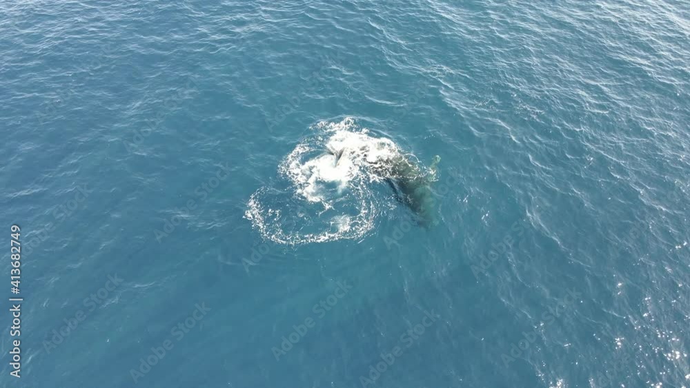 Humpback whale twirling underwater off the coast of Maui and enjoying its warm waters, part 2 Humpback whale twirling underwater off the coast of Maui and enjoying its warm waters, part 2