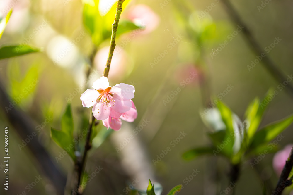 Sakura flowers blooming blossom in Chiang Mai, Thailand Sakura flowers blooming blossom in Chiang Mai, Thailand