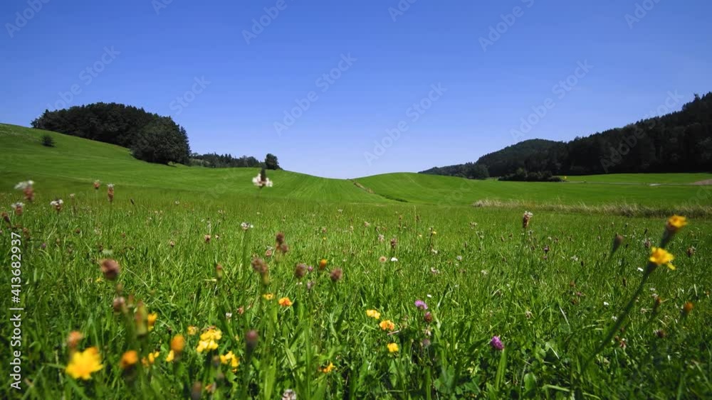 Stunning view of vibrant green pastures with flowers blowing in the breeze as a car speeds down the country road in the distance. Stunning view of vibrant green pastures with flowers blowing in the breeze as a car speeds down the country road in the distance.
