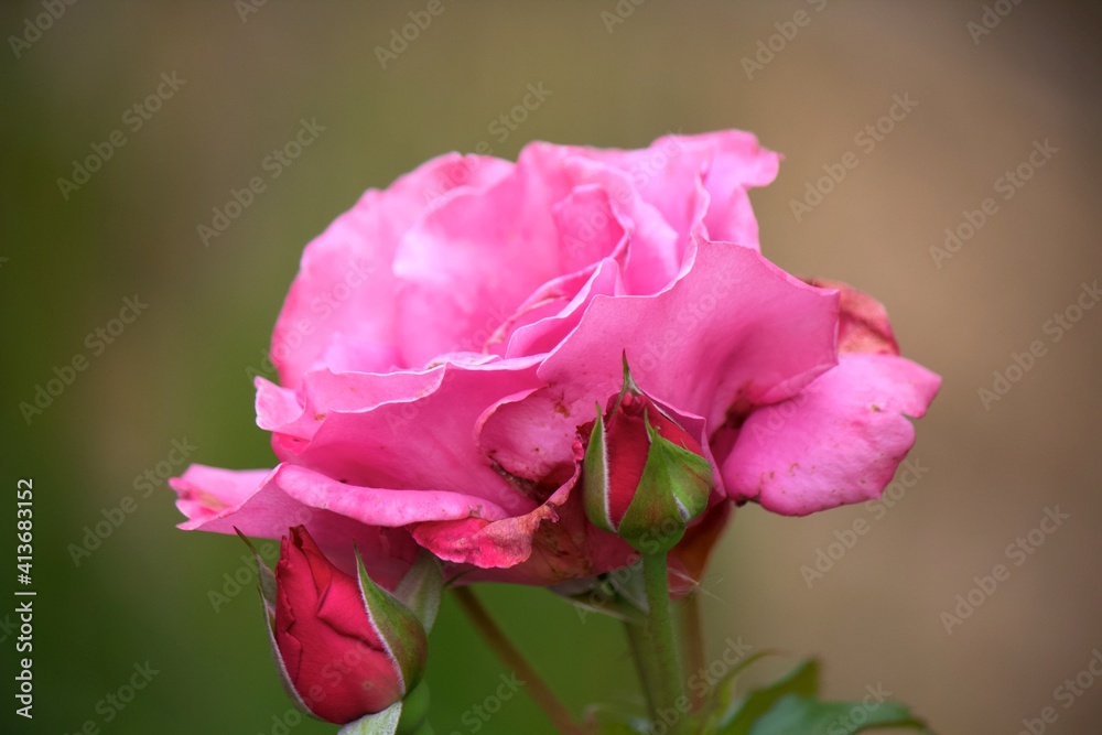 rosa y capullos