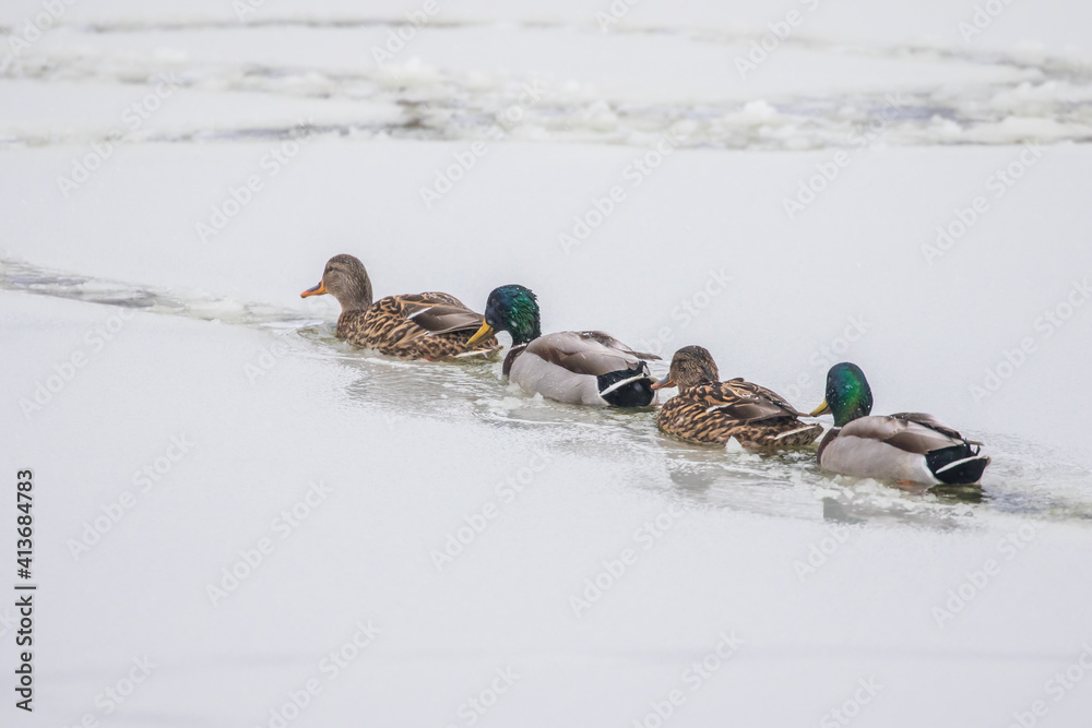 Fototapeta premium Line of Mallard Ducks Paddle Through Icy Water in a Winter Snow Storm