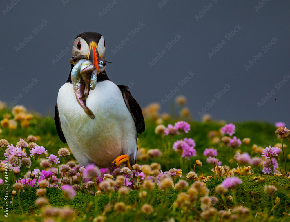Naklejka premium Puffin with fish in sea pink