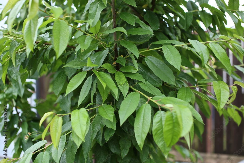 green leaves on a tree green leaves on a tree