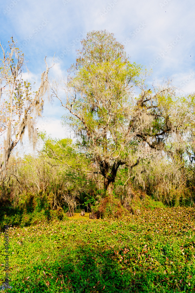 The landscape of lettuce park and Hillsborough river in Florida The landscape of lettuce park and Hillsborough river in Florida