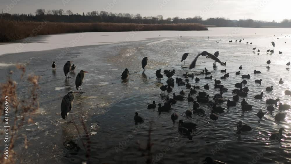 Group of grey herons and coots in lake, pond in winter Group of grey herons and coots in lake, pond in winter