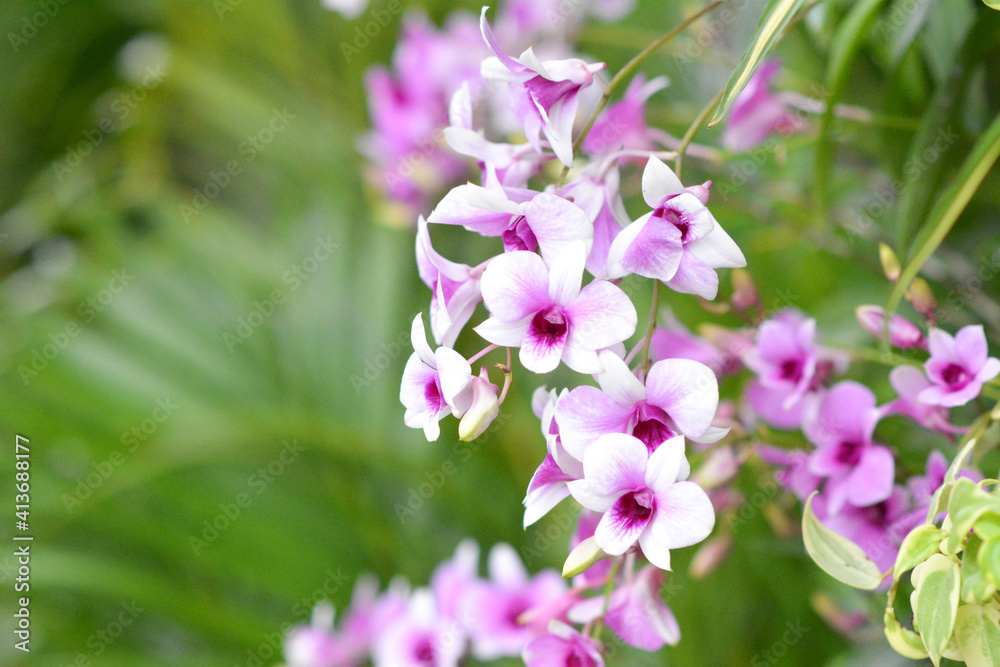 orchid flowers in the garden