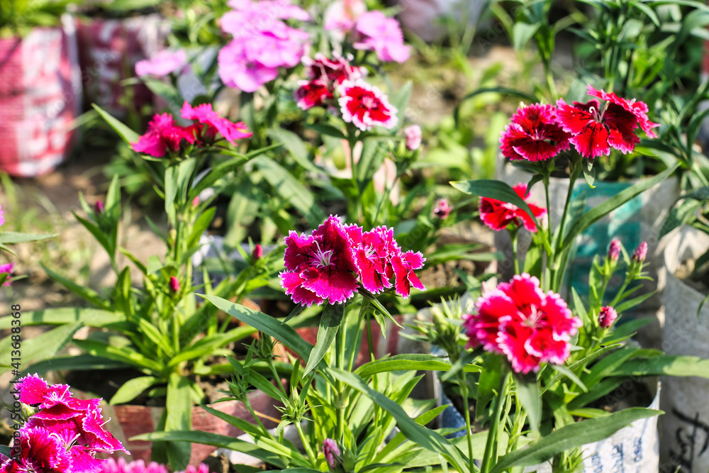 selective focus shot of Beautiful blooming Dianthus barbatus flowers in the garden. Many bright flowers.