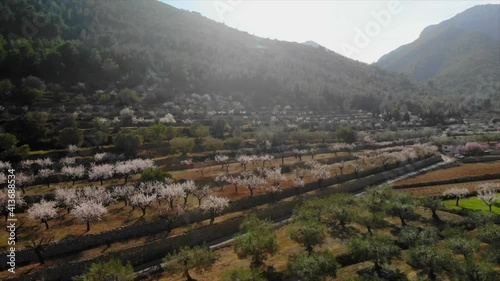 Almond and fruit trees in Spain. photo