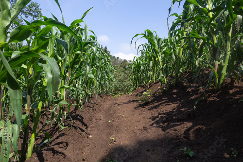 corn field in the morning