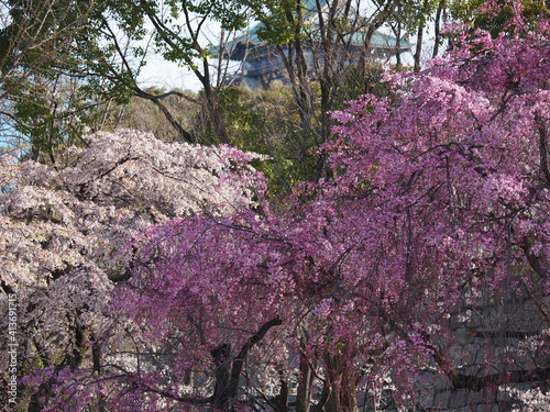 大阪城公園と桜の風景 photo