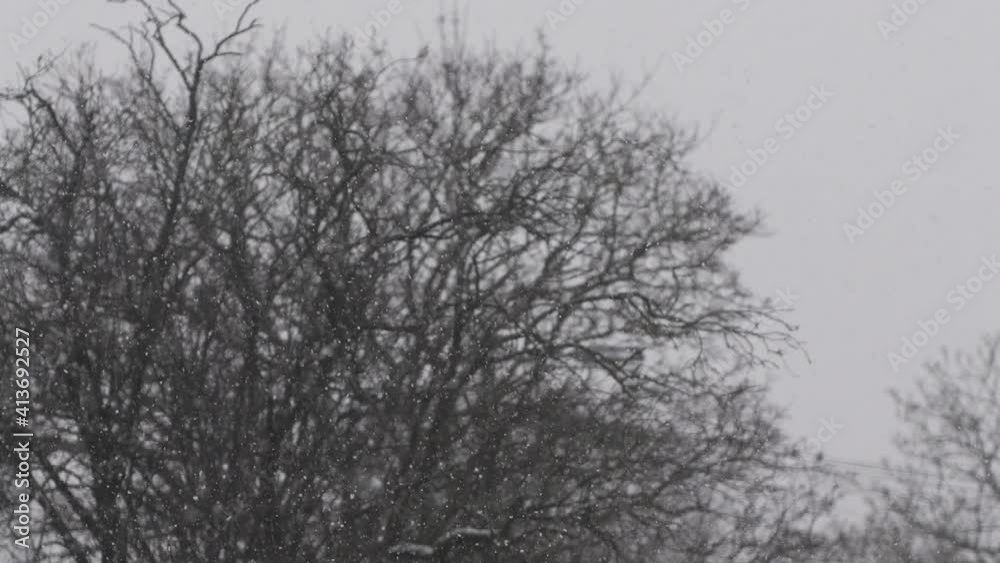 Snow Falling With Blurred Bare Trees In The Background. Locked Off Snow Falling With Blurred Bare Trees In The Background. Locked Off