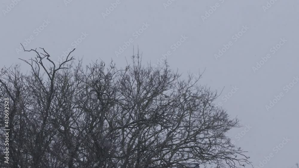Snow Falling With Bare Tree In The Background Against Grey Skies. Locked Off Snow Falling With Bare Tree In The Background Against Grey Skies. Locked Off