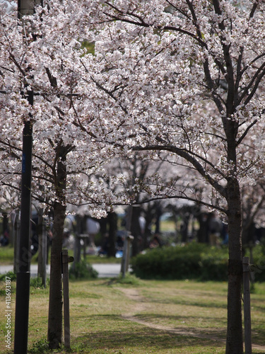 大阪城公園と桜の風景 photo