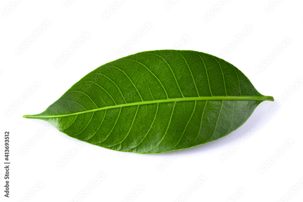 Obraz premium Green lychee leaf isolated on a white background.