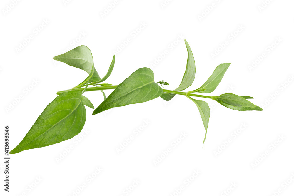Fototapeta premium Green Chirayta, king of bitters leaf isolated on awhite background