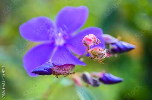 ants on flower