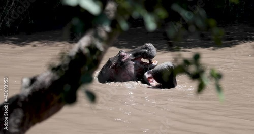 Two hippos having territorial fight while swimming on a Kenya river in East Africa, Left tracking shot