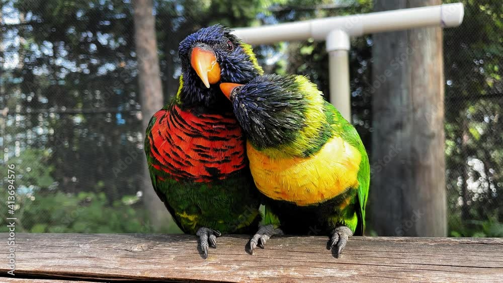 A close up shot of a couple Rainbow Lorikeets at the Aquarium of the Pacific in Long Beach Ca.