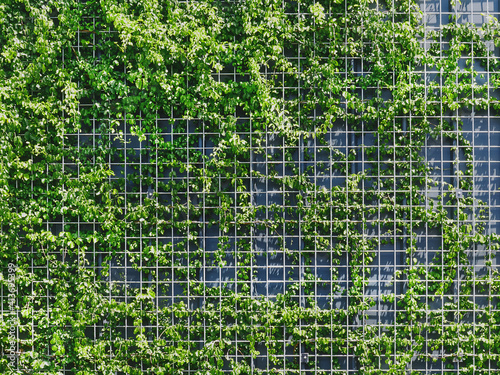 Full Frame Background of Fresh Green Climbing Plants on Metal Wire Mesh Fence