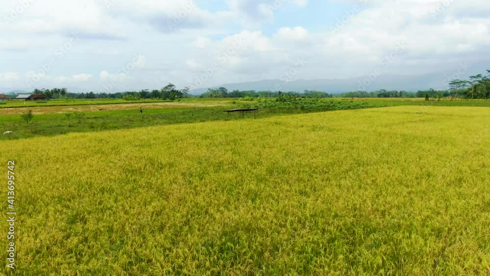 Plantation of yellow ripe rice ready to harvest on Java, Indonesia, aerial dolly shot Plantation of yellow ripe rice ready to harvest on Java, Indonesia, aerial dolly shot