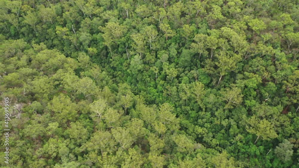 Early Morning Forest and Creek Bird View Aerial Clip Early Morning Forest and Creek Bird View Aerial Clip