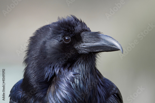 Leinwand Poster Highly detailed close up portrait of an adult Raven in Yellowstone National Park