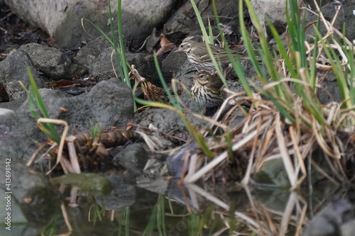 olive backed pipit in the pond