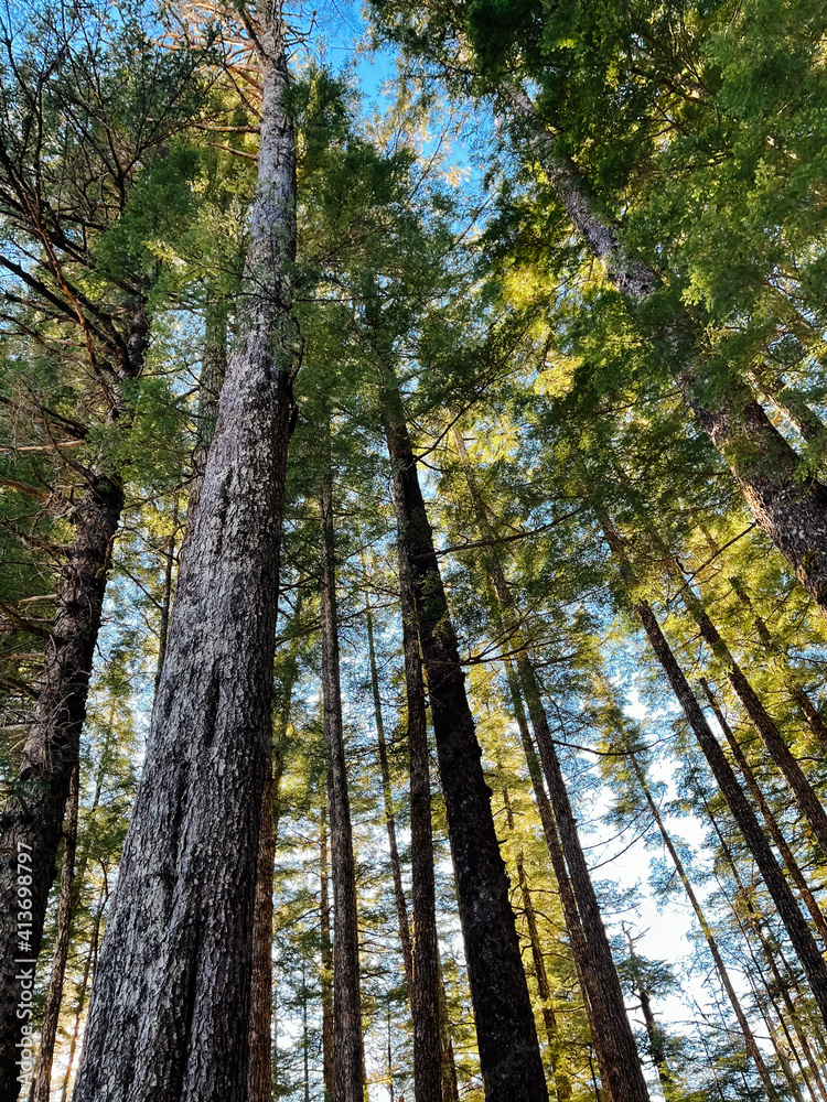 Fototapeta premium forest in autumn