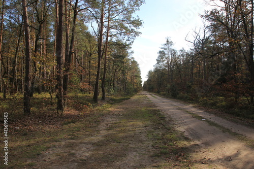 path in the forest © Volodymyr