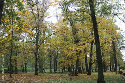 autumn in the park