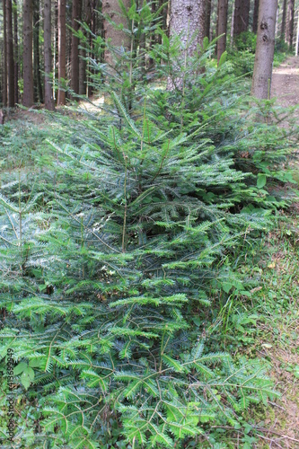 green forest in the morning