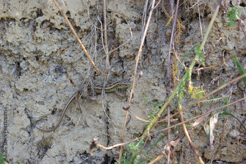 spider on the ground spider on the ground