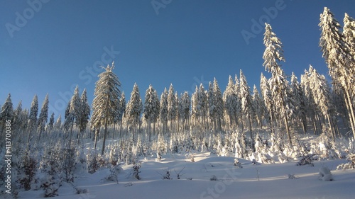 reeds in winter