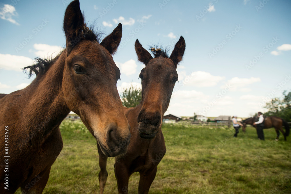 Horse on grassy field against sky Horse on grassy field against sky