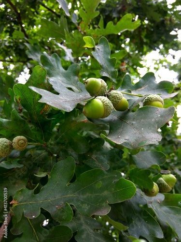 acorns on the tree