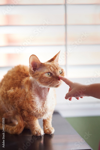 Cropped image of girl's hand touching cat