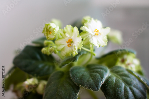 White violet blooming photo