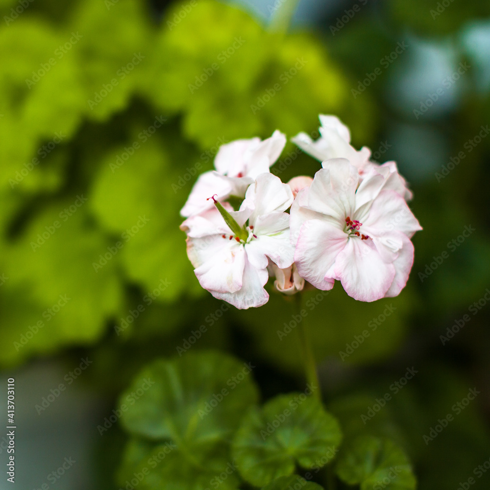 Obraz premium Pink geranium blooming
