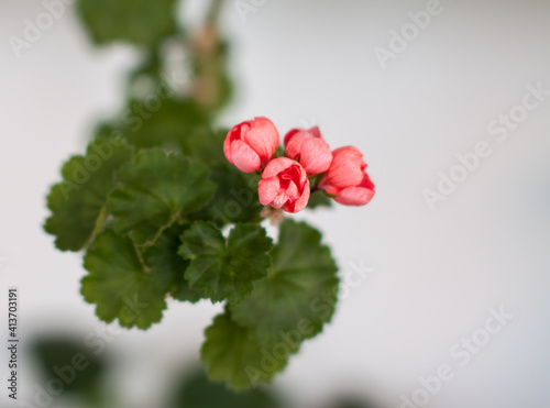 Pink tulip like blooming geranium photo