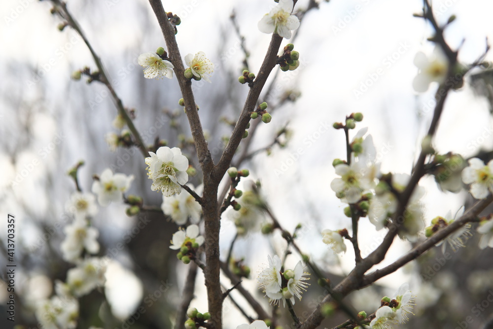 梅の花 梅の花