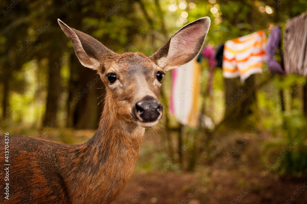 Close-up of deer standing in forest Close-up of deer standing in forest